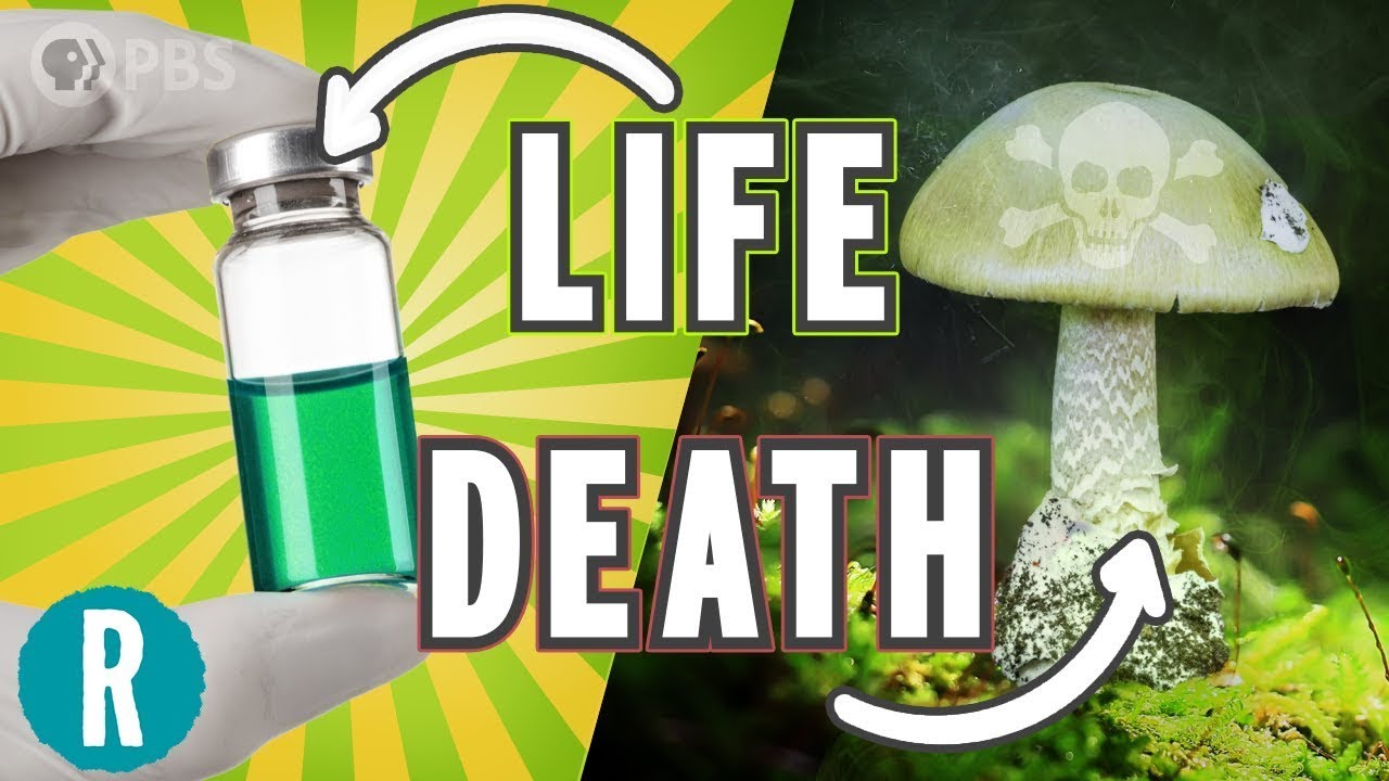 The World’s Deadliest Mushroom May Finally Have an Antidote