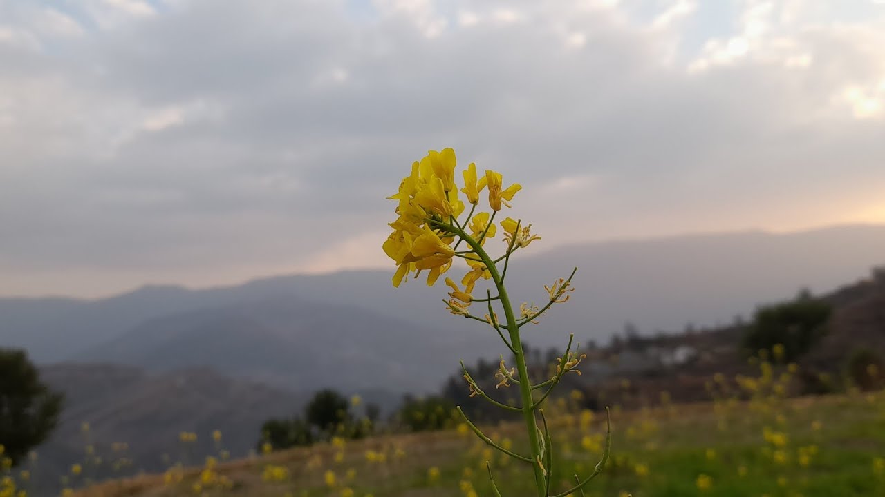 पहाडों   की खुबसूरत  दिनचर्या⛰️😊😊