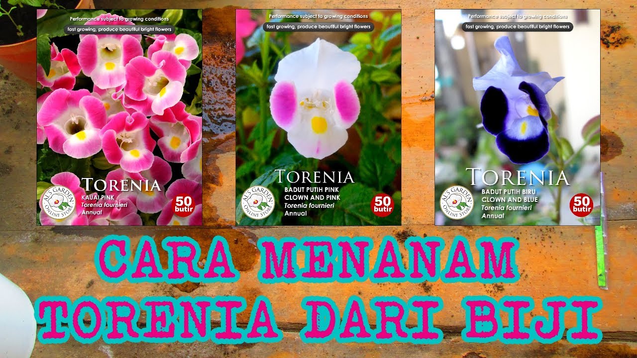 Cara Menanam Torenia Dari Biji