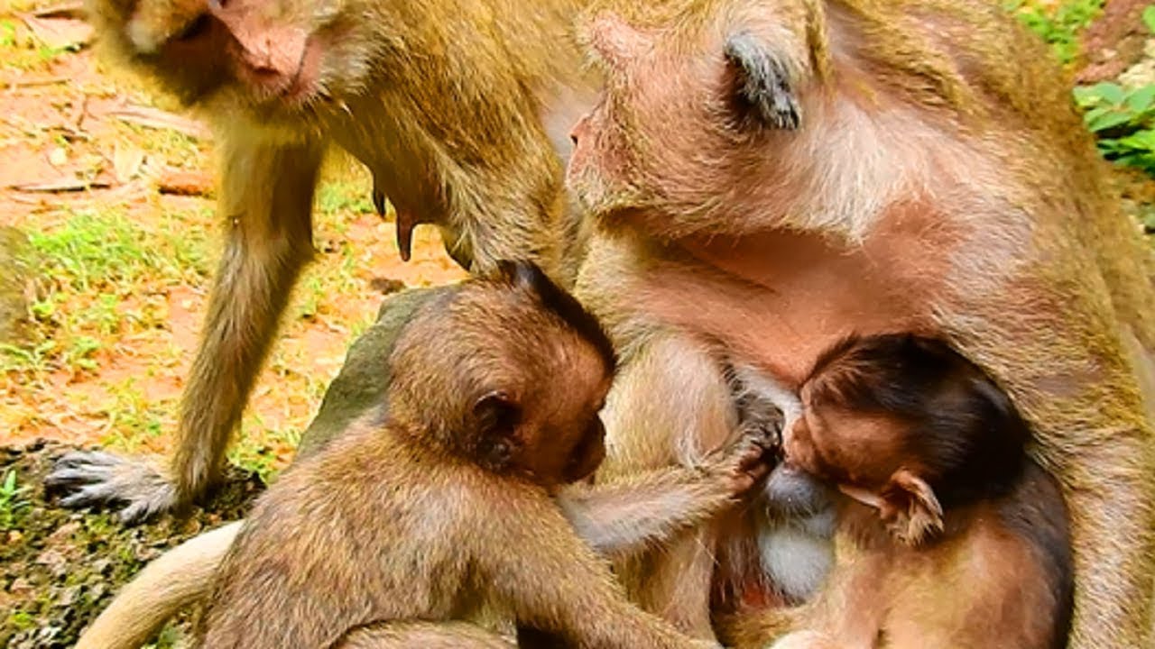 Oh! Lori So Hungry Beg Popeye Milk, Very Pity Adorable Little Girl Lori Monkey