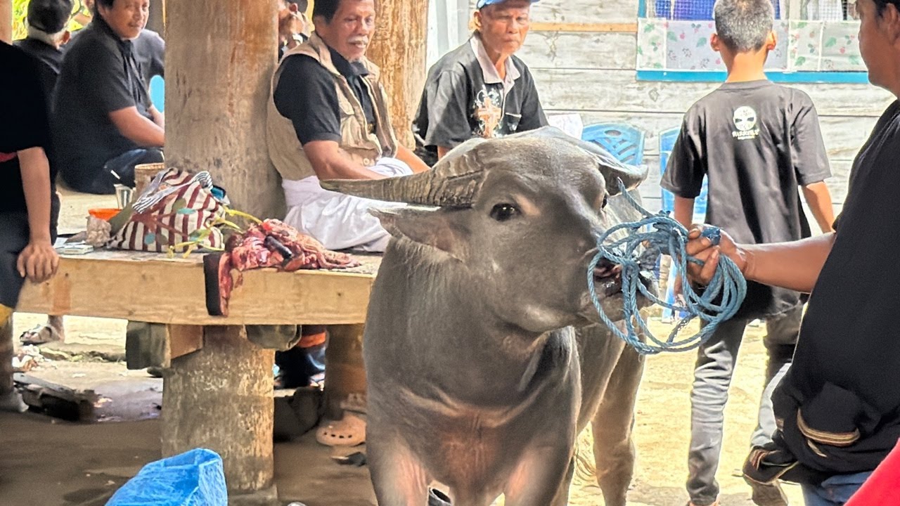 Rambu Solo Pemakaman  Almh. SABRINA LANTANG ( Nenek Lode ) Di  Lembang Saluallo Kecamatan Sangalla U