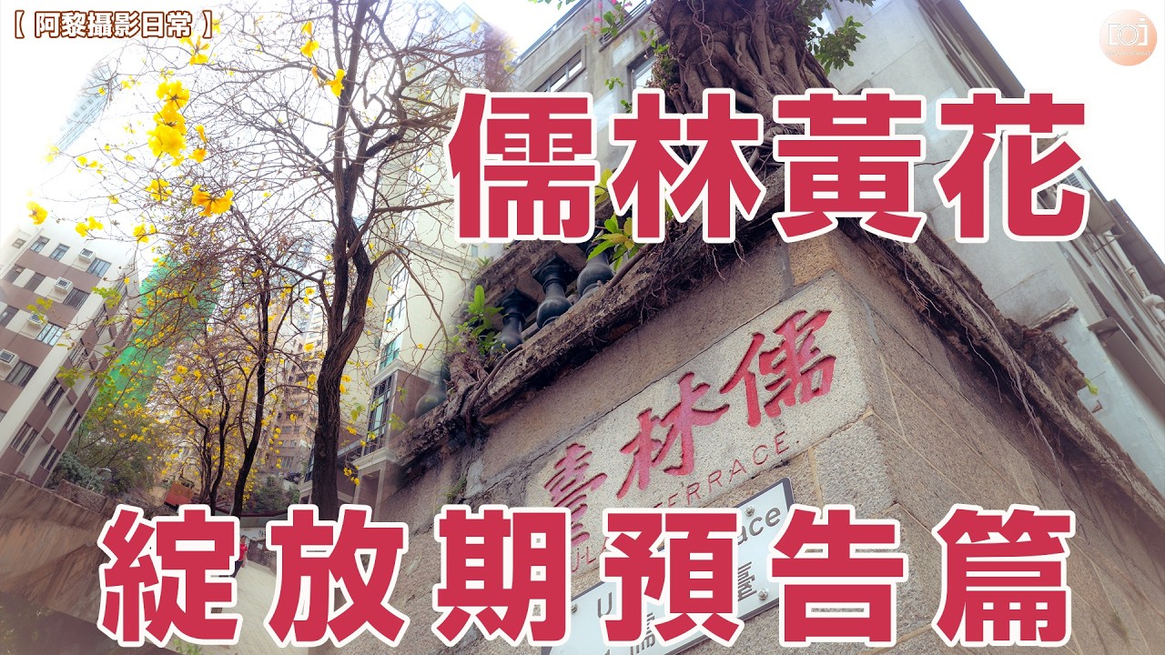 【阿黎攝影日常】 儒林臺黃花風鈴木 綻放期預告篇