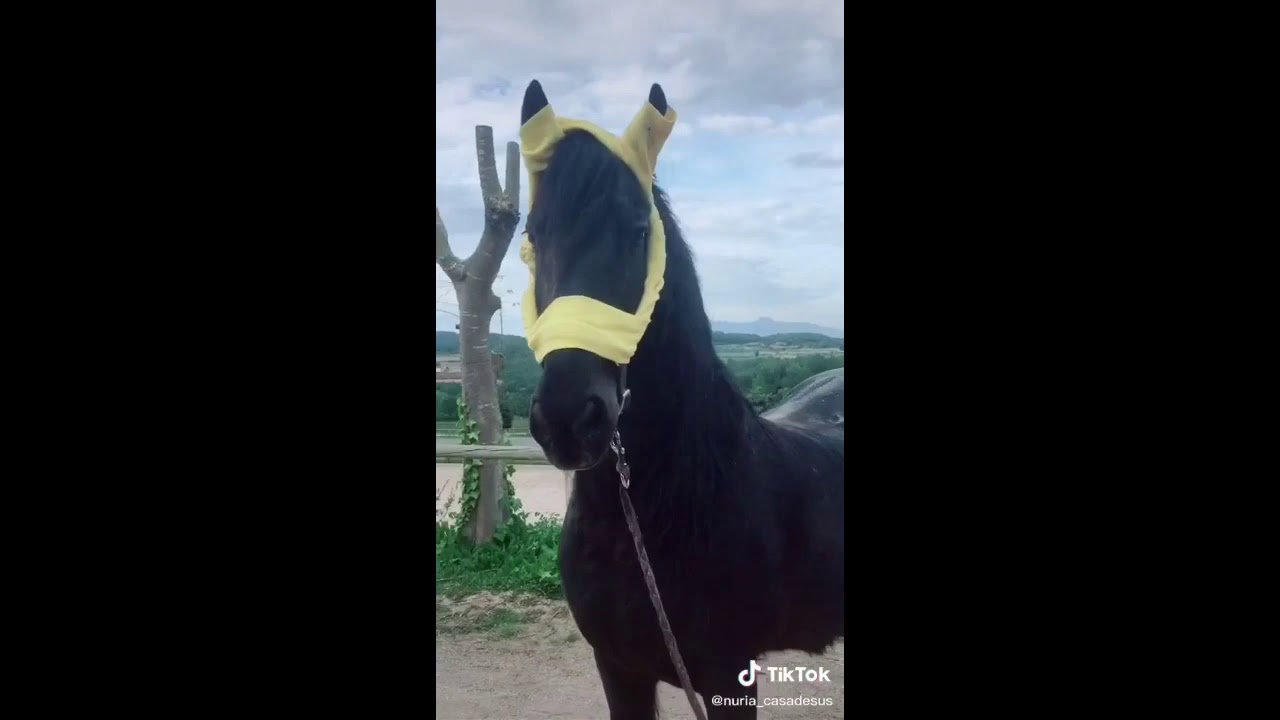 TikToks that only equestrians will understand (not clean) | mini edition