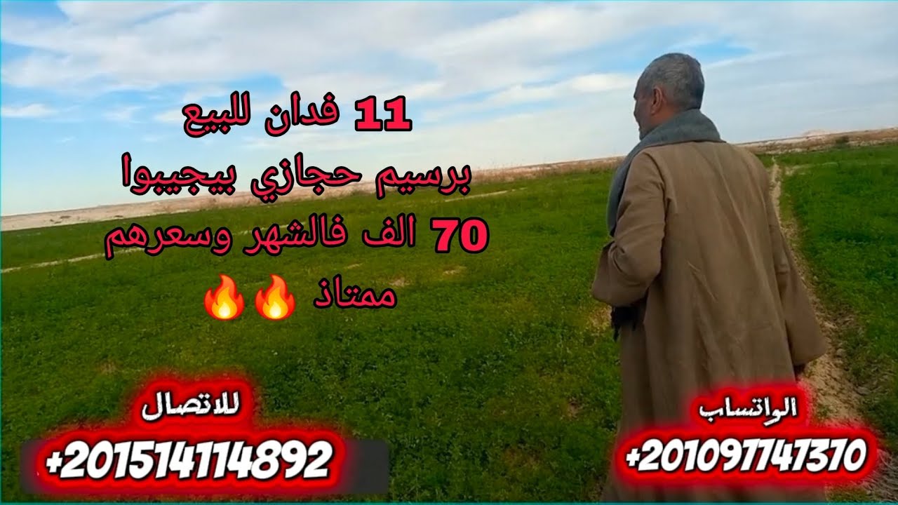 11 فدان برسيم حجازي 70 الي فالشهر محصول البرسيم 