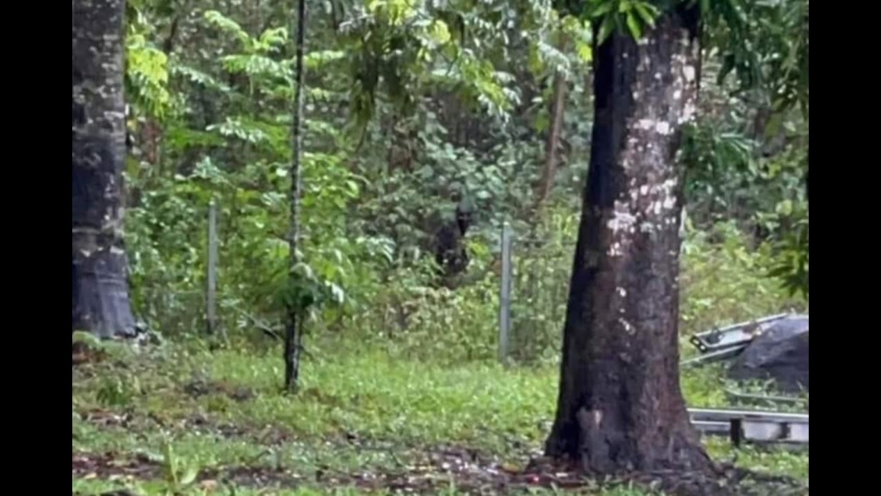 Yarrabah Yowie on Camera in North Queensland