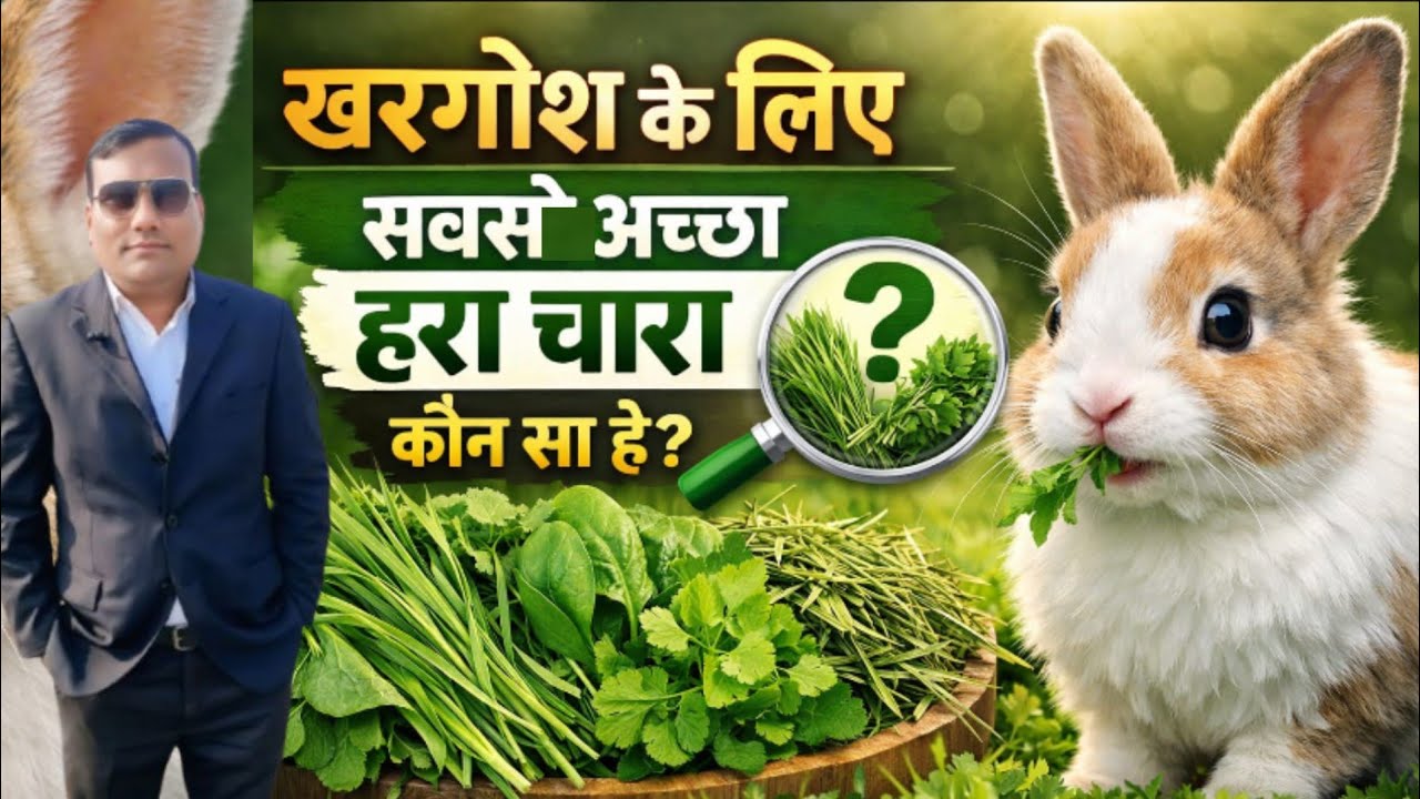 खरगोश के लिए सबसे अच्छा हरा चारा कौन सा है? What Is The Best Green Fodder Ror Rabbit? 