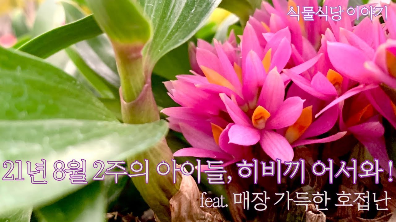 8월3주차 아이들, 히비끼 어서와~ 매장 가득 호접난보시고 힐링하세요^^