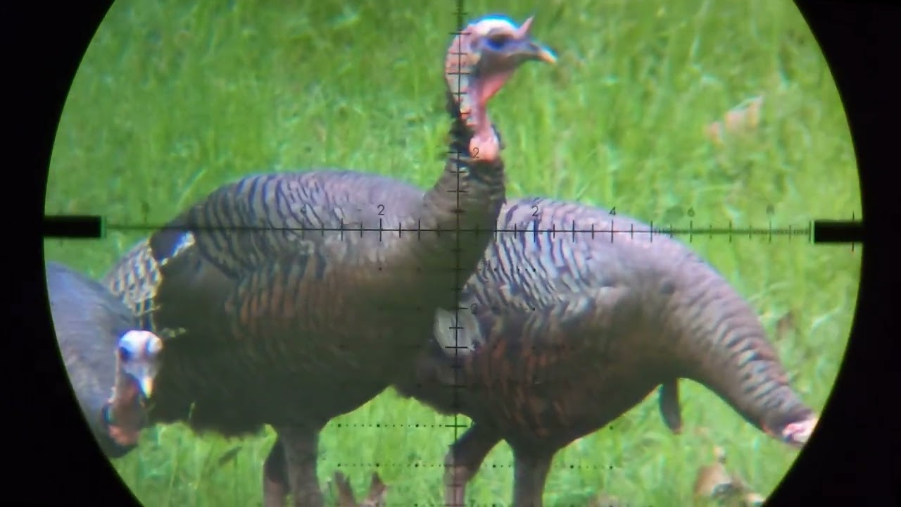 Turkey Hunting PCP Airgun Demolition FX Impact .30 Air Rifle on North Ranch Appalachian Mountains