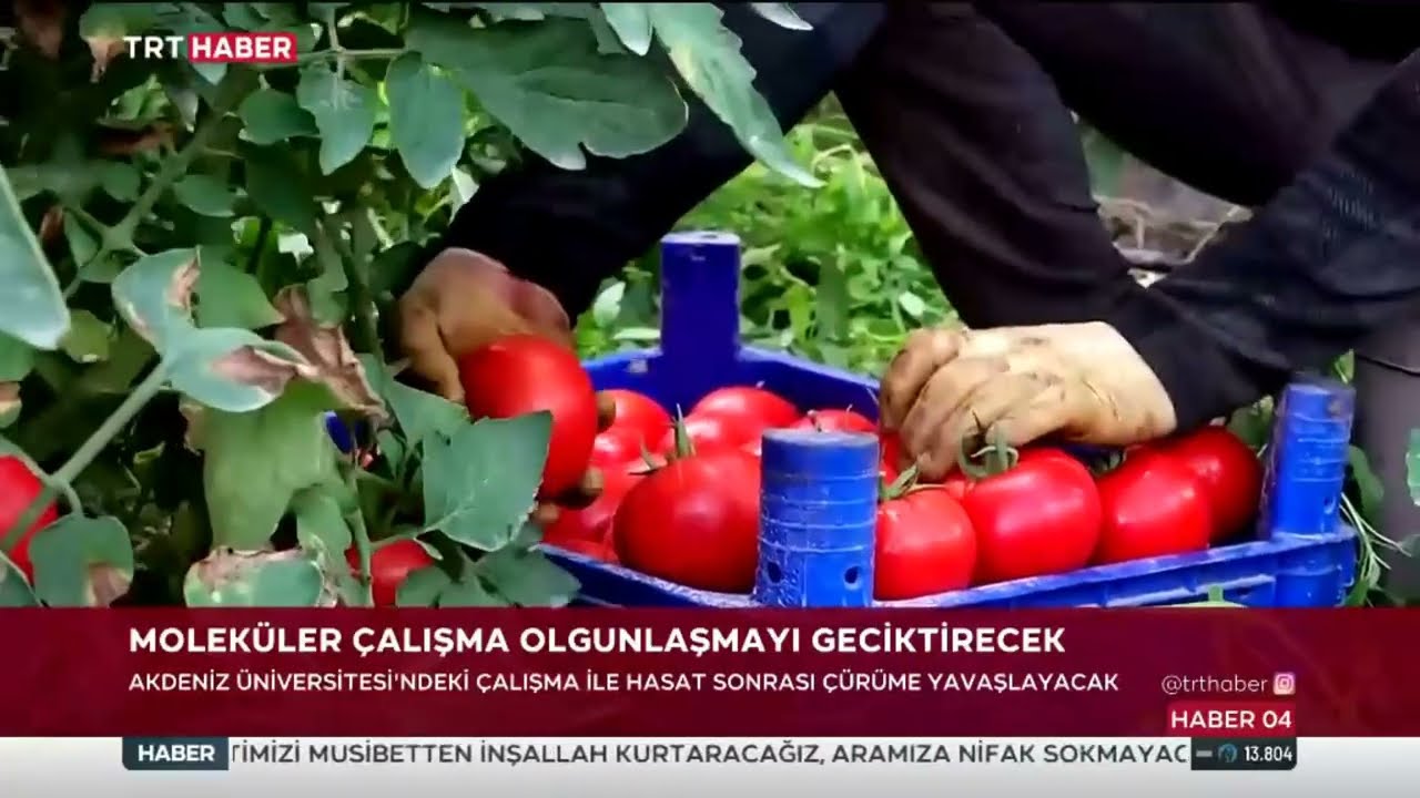 Sebze Meyvenin Raf Ömrünü Uzatacak Çalışma