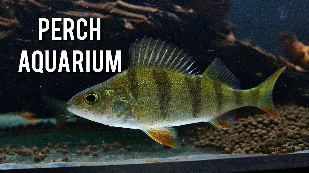 Perch Aquarium