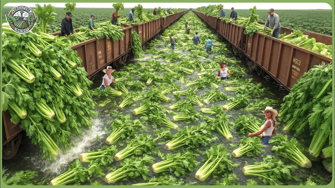 Modern Agriculture Machines on Another Level - Farmers Reap Billion Tons In Biggest Harvests