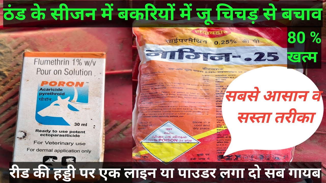 बकरे बकरियों के जू चिचड़ का सबसे सस्ता और कारगर इलाज ! Bakri ke ju ka ilaj ! Bakri ke pissu ka ilaj 