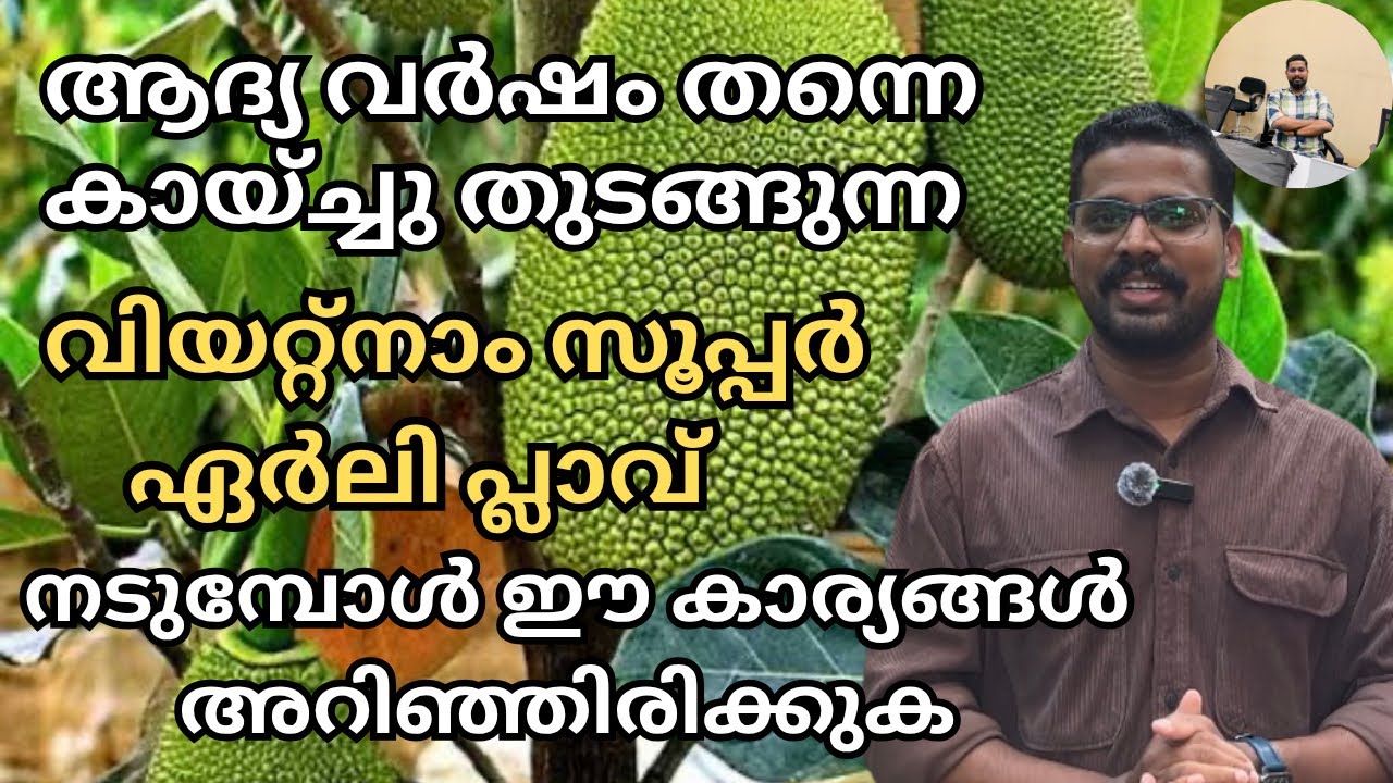 വിയറ്റ്നാം സൂപ്പർ ഏർലി പ്ലാവ് നടുമ്പോൾ അറിഞ്ഞിരിക്കേണ്ട കാര്യങ്ങൾ | Vietnam Super Early Jackfruit