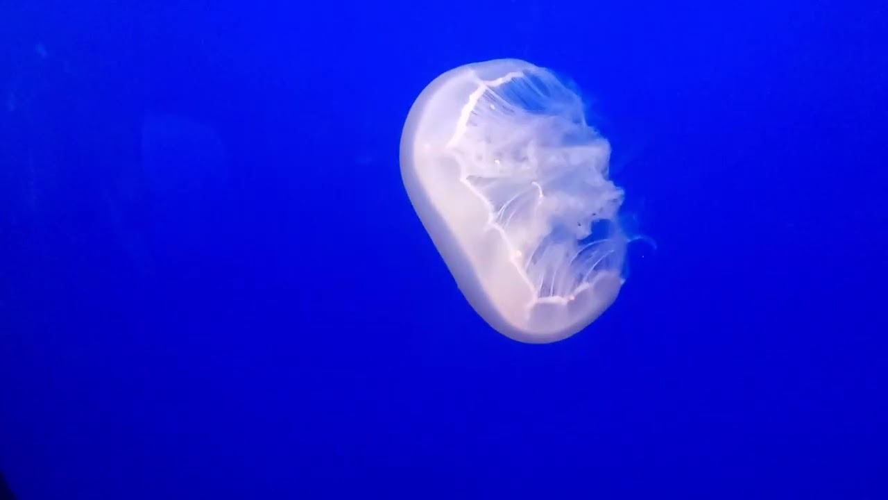 Jellyfish at Monterey Bay Aquarium with Ruby's school field trip 