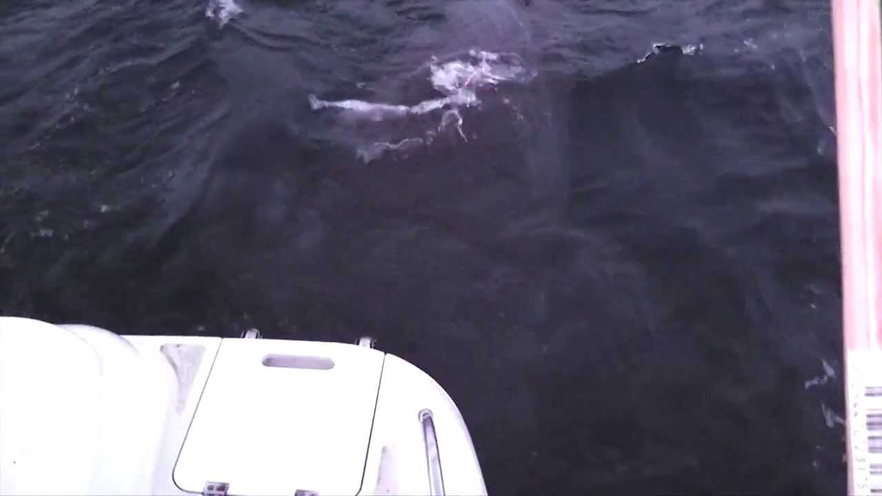 Verdens største håkjerring fanget på stang! -The worlds largest greenland shark caught on rod n reel