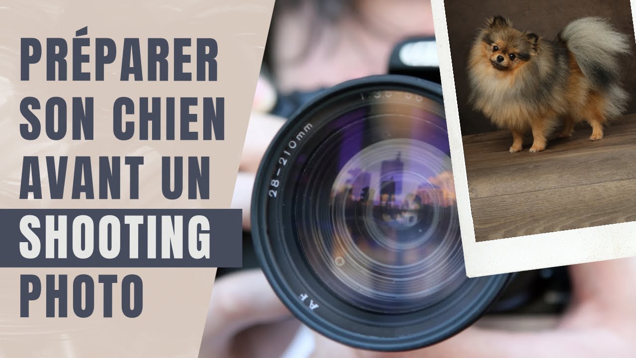 🐶 Comment préparer son chien à une séance photo ? 🐾 : ✦ 100% #POMERANIAN