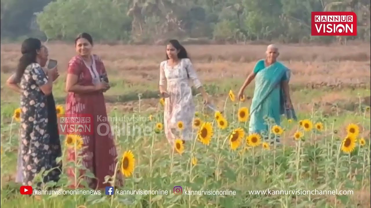 ഉപ്പുനഞ്ചിലും അവർ വിരിയിച്ചെടുത്തു സൂര്യകാന്തി പൂക്കളെ; പഴയങ്ങാടി താവത്തെ മനോഹര കാഴ്ച | Sun Flowers
