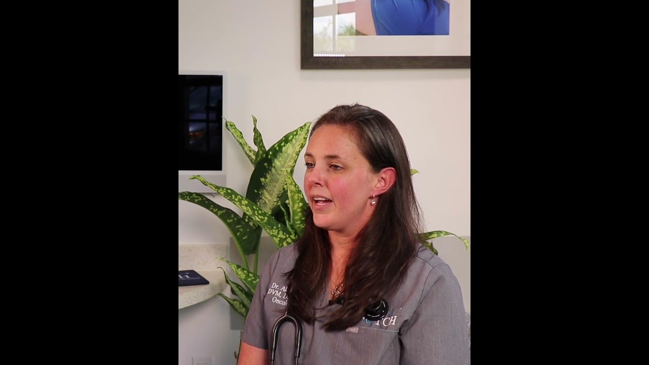Why Do Pets Get Cancer? | Understanding Causes & Treatment Options at Fetch Vets #pets #fetchvets