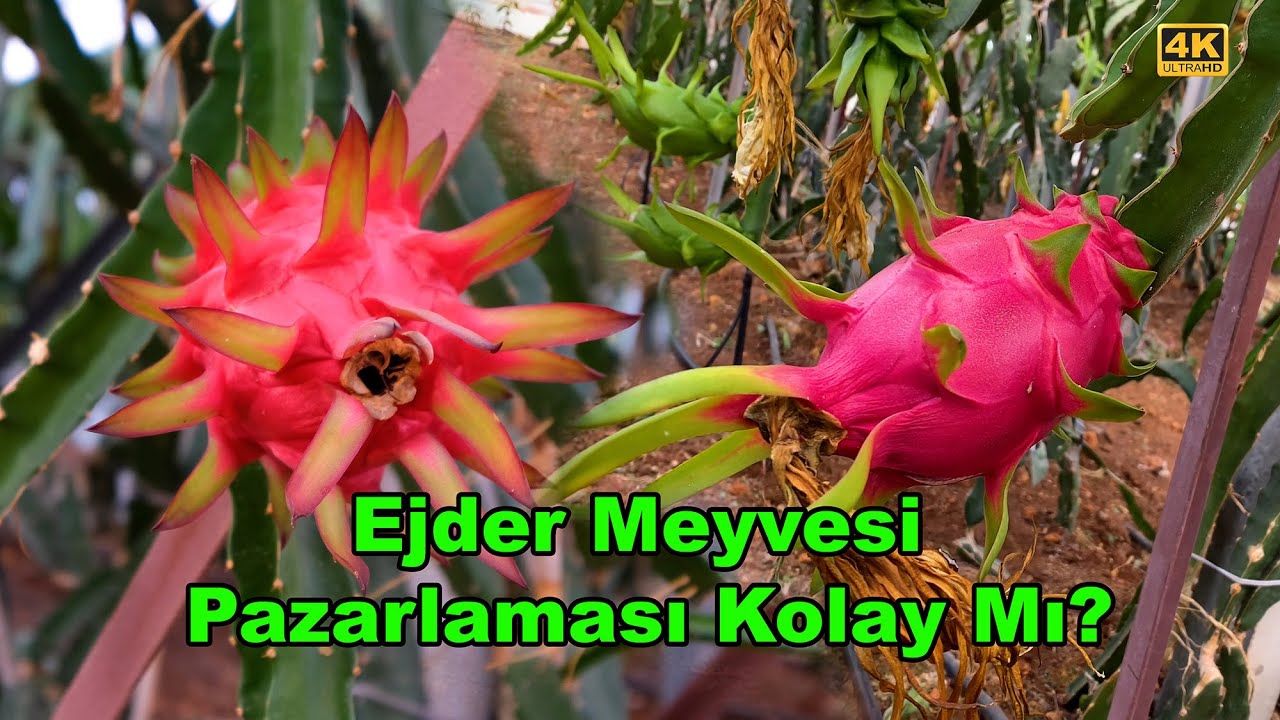 Ejder Meyvesi Pazarlaması ve Satışı Kolay Mıdır?
