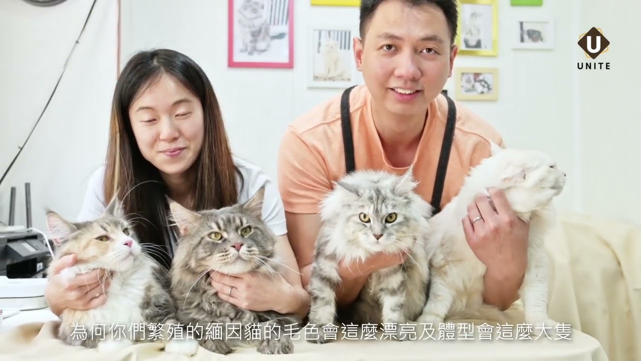 🐱Peekameow緬因專門店