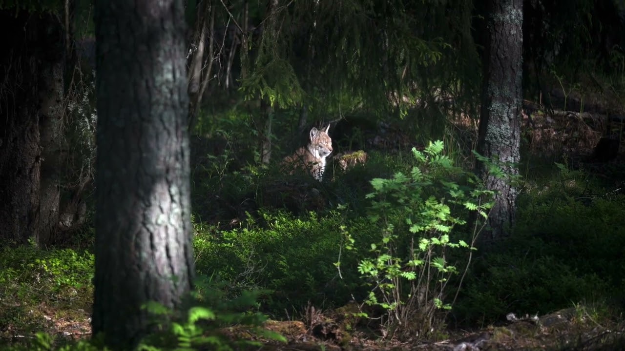 Eurasian Lynx, Mustikkarinne, Finland