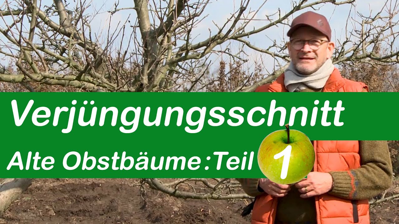 Verjüngungsschnitt | Alte Obstbäume schneiden | Teil 1