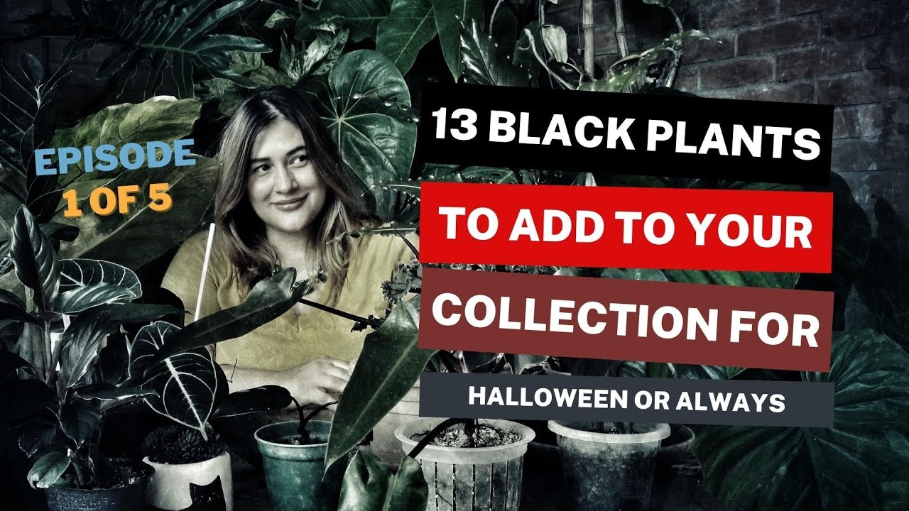 13 GOTH HOUSEPLANTS: HALLOWEEN EP 1| 13 Black plants you must have for your dark plant collection