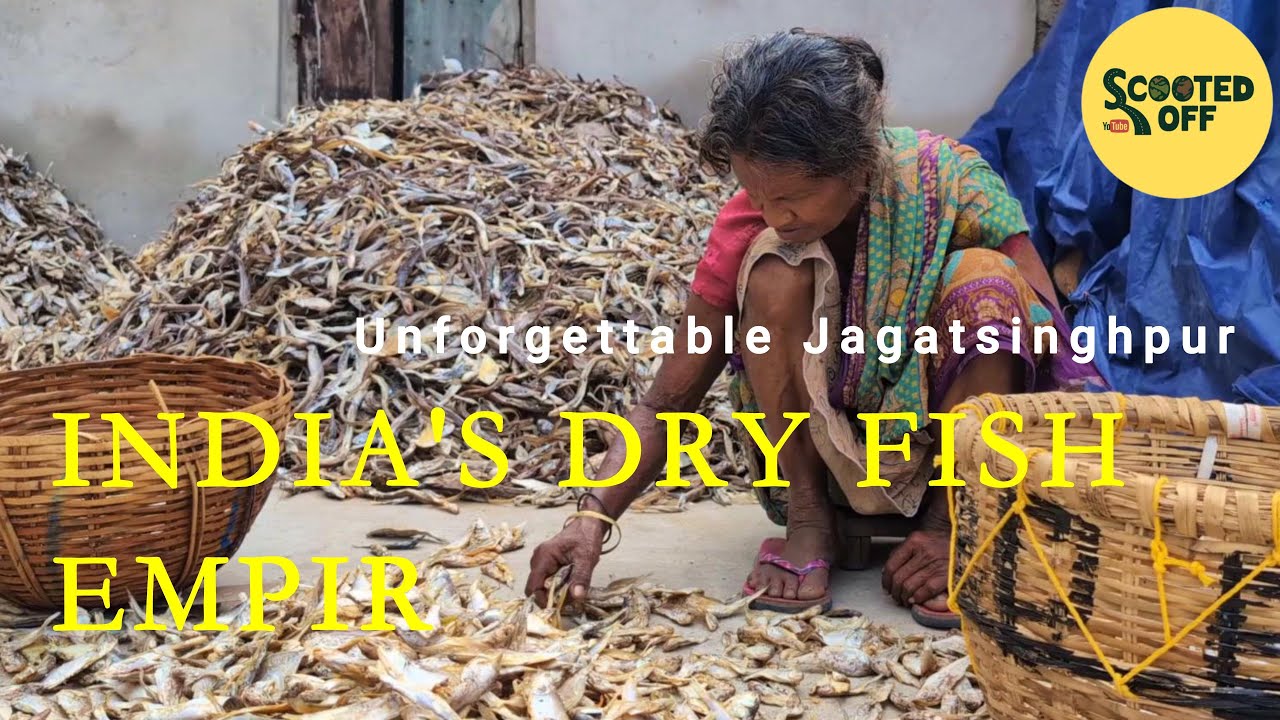 The Toxic Cost of India's Dry Fish Business and Trawler Industry || Scooted Off Documentary.