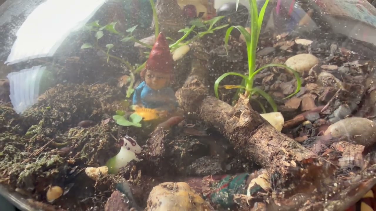 Terrarium