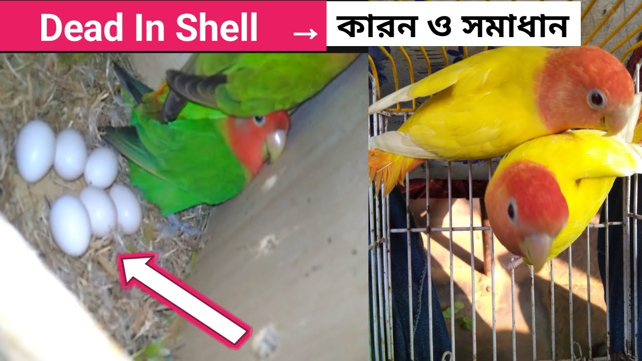 Dead in Shell Reason and Solutions For Birds