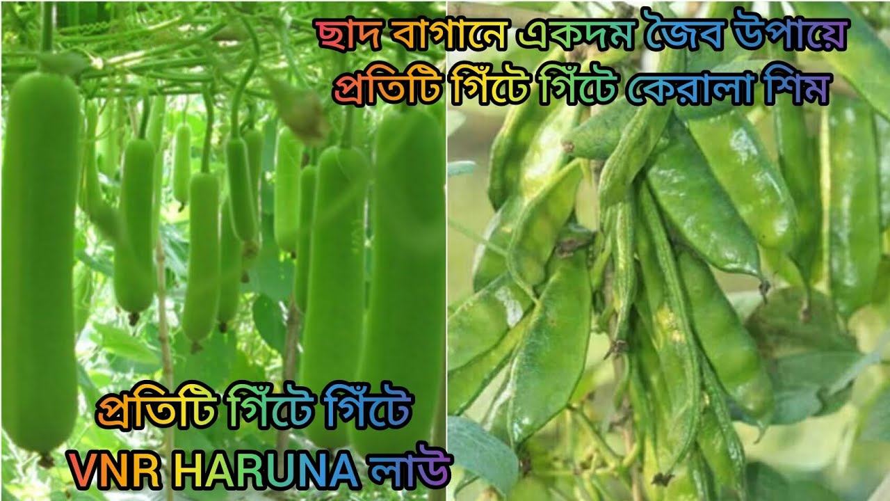 জৈব উপায়ে ছাদ বাগানে লাউ এর চাষ। কেরালা শিম এর বাম্পার ফলন। সাথে শীতের সবজির গাছের আপডেট ও টিপস।