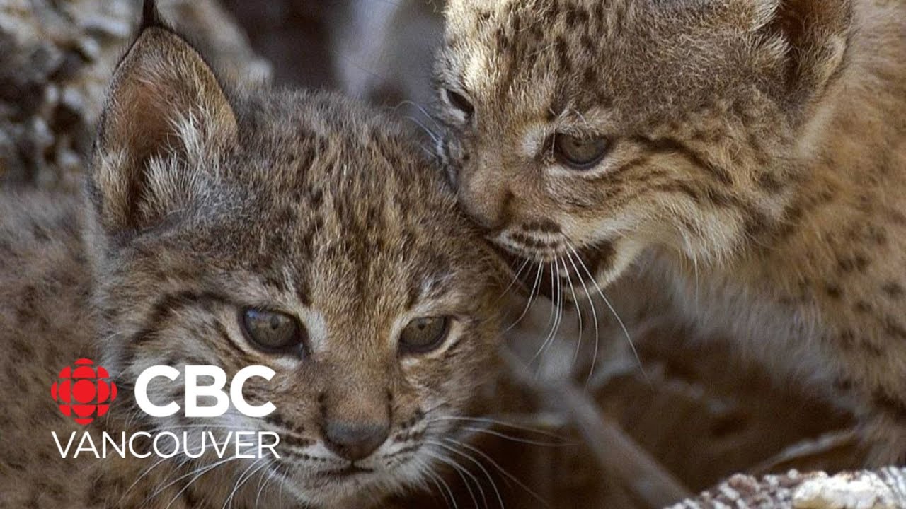 Iberian lynx cat no longer endangered