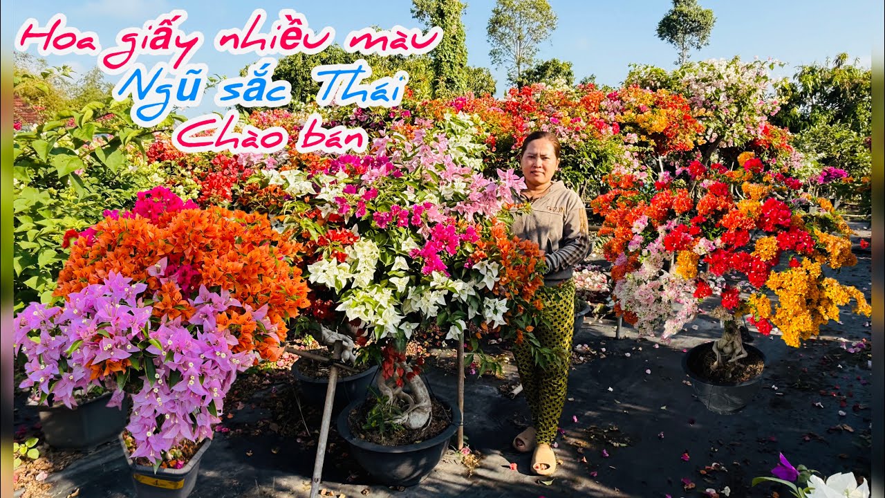 Hoa giấy ghép nhiều màu,ngũ sắc thái chào bán..02/03😘📲 0703.236.412.Cúc-Phan