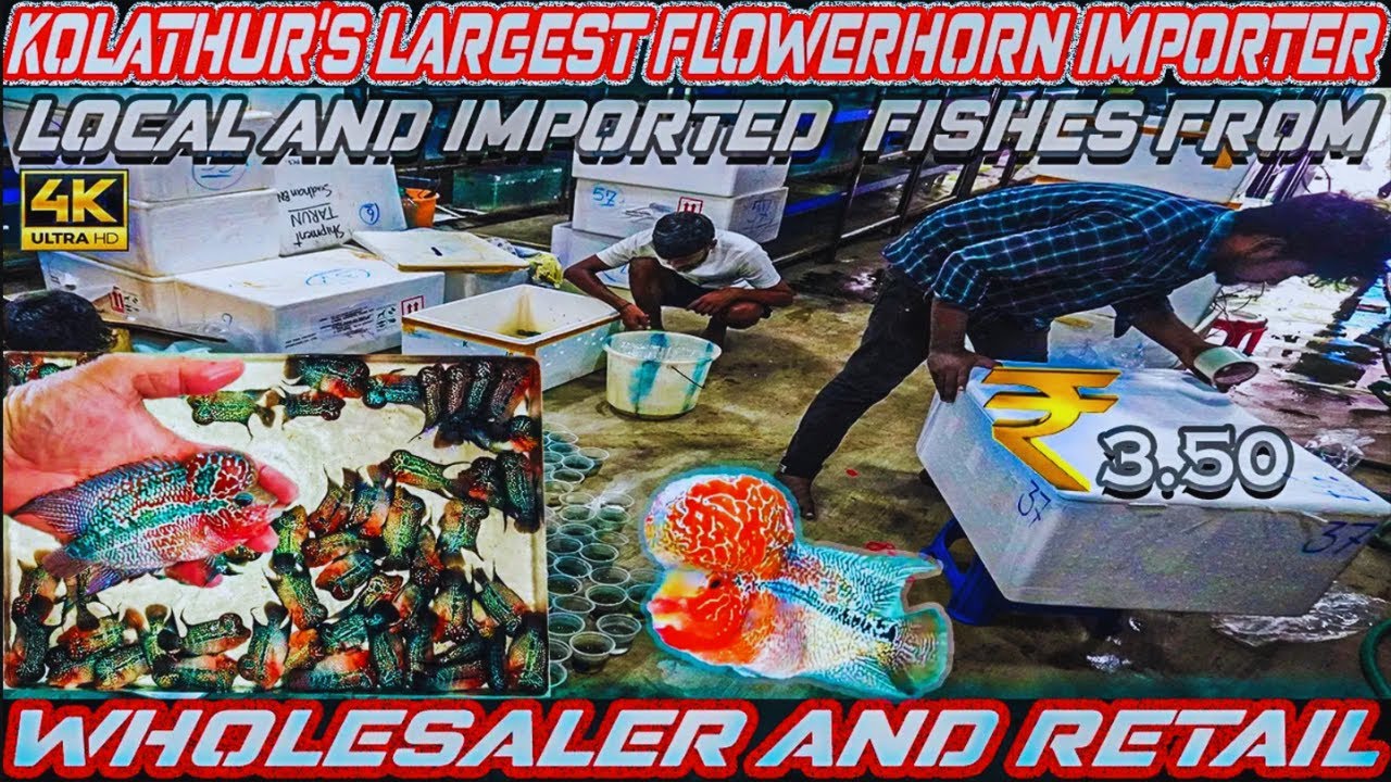 🤯Largest importer of flowerhorn in Ambattur | wholesale & retail | kolathur vlog in Tamil 🐟