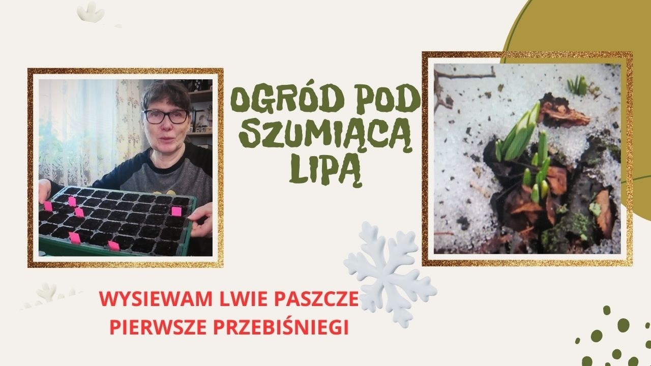 Wysiewam lwie paszcze.