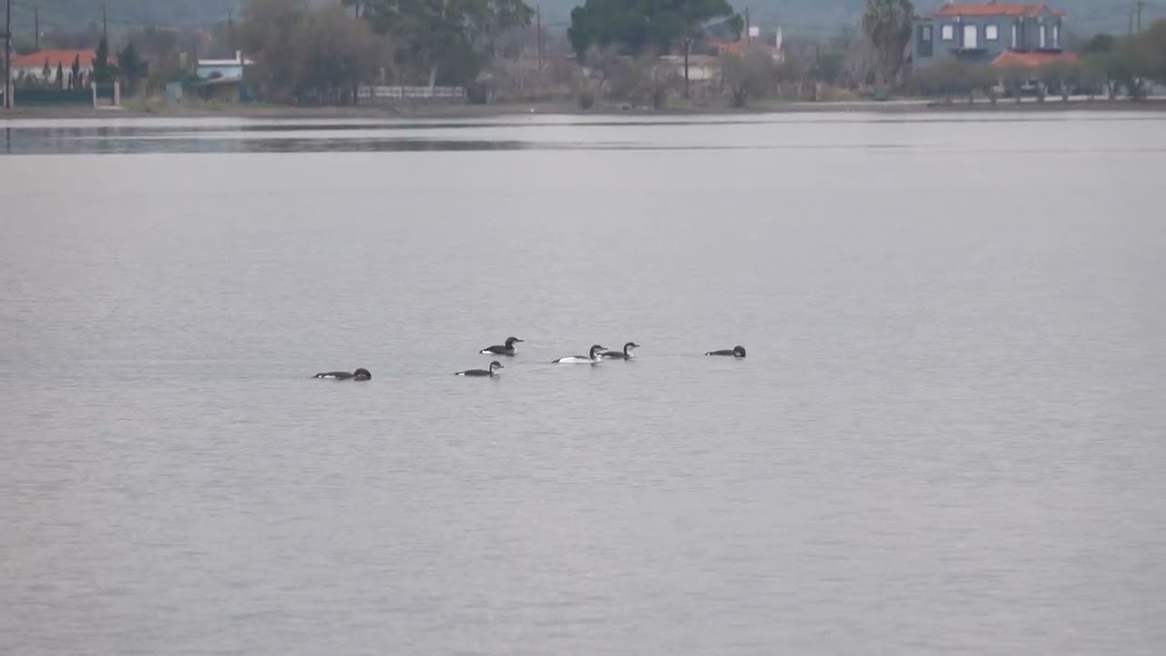 Black-throated Divers -  - Kalloni Bay, Lesvos 15-1-26 Howard Vaughan