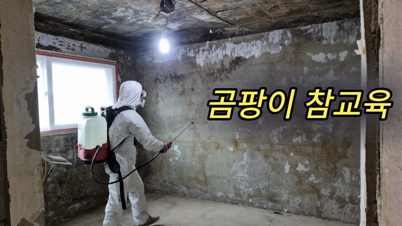김밥대신 결로먹고 천국 된 곰팡이 집 락스로 참교육 하기! 결로현상으로 생긴 곰팡이 제거방법은!? 벽지에 도배된 곰팡이균 까지 락스로 제거할 수 있을까? 곰팡이 제거제는 감당NO!