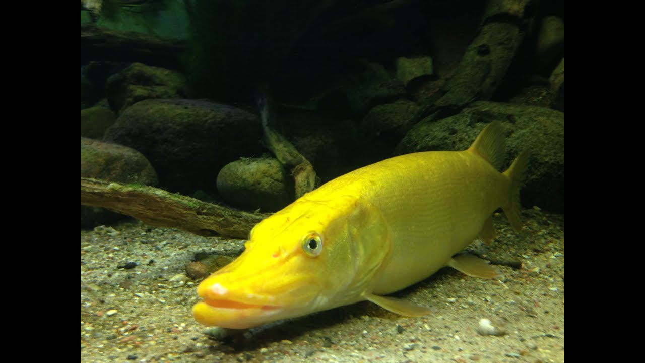 Goldener Hecht im Müritzeum
