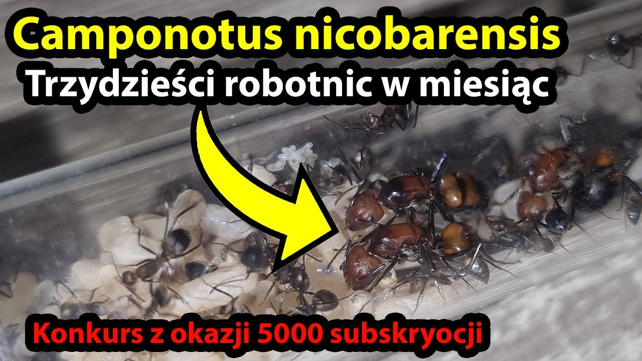 Mr&oacute;wki Camponotus nicobarensis po miesiącu od wyprowadzenia 1 robotnic. Konkurs na 5 k sub&oacute;w #mr&oacute;wki