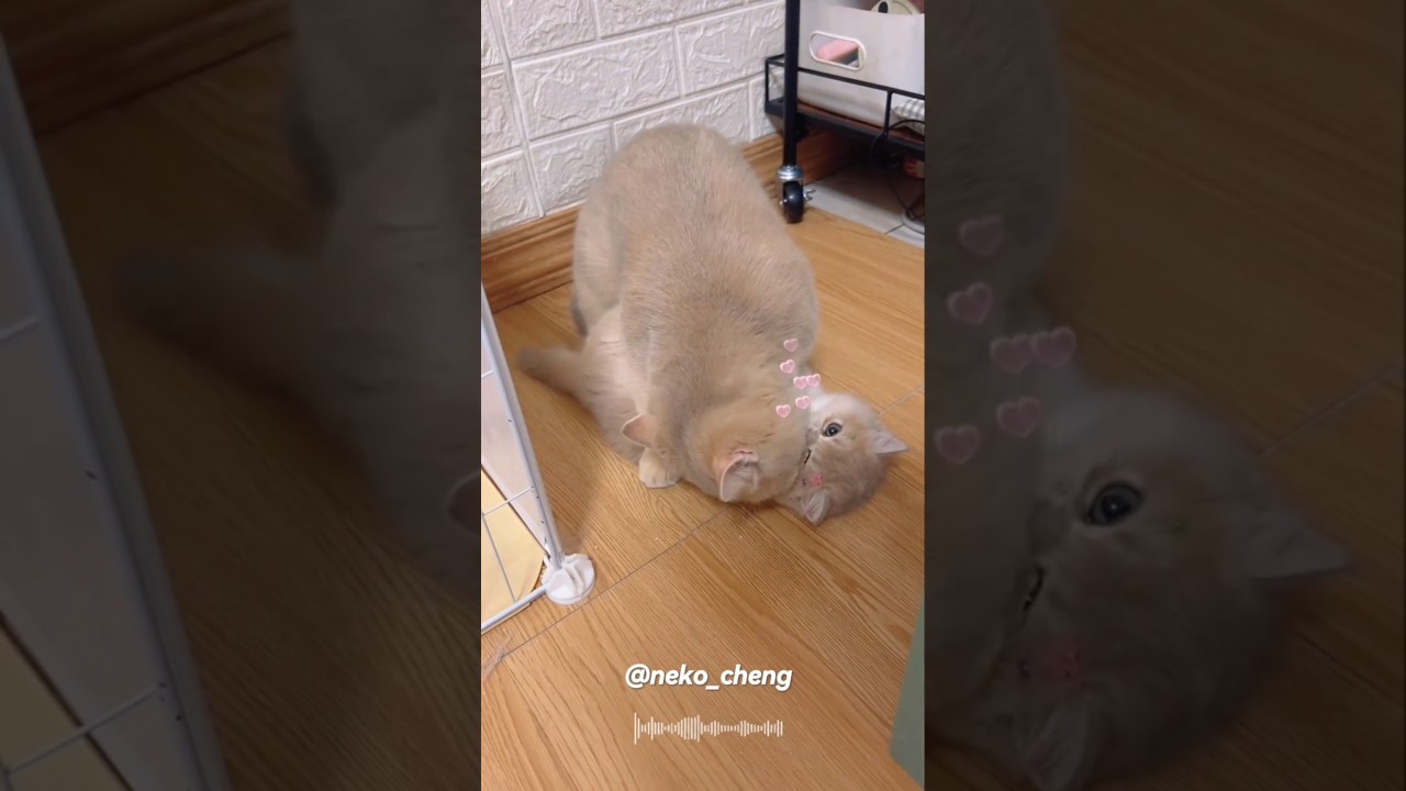 mwachhhh #cat #cute #neko #fyp #funny #fypシ