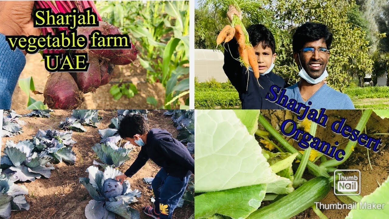 Vegetable farms in UAE Sharjah || Sharjah desert organic farms