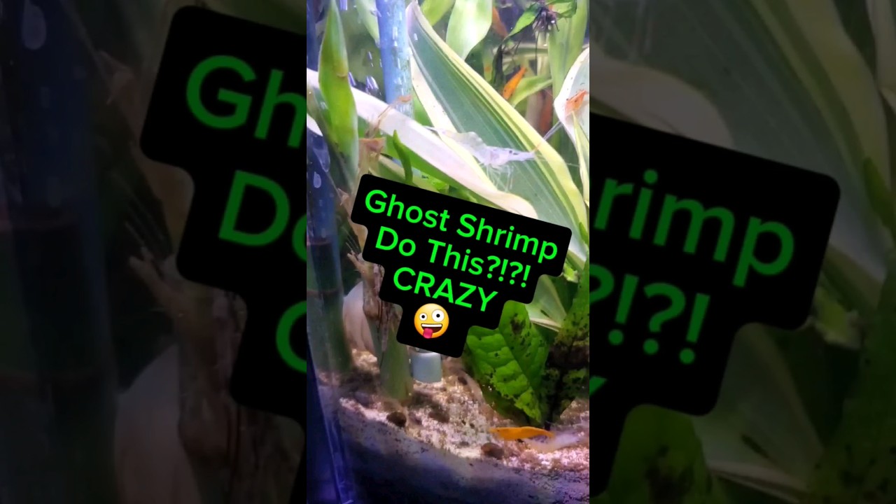 Fun Fact: Ghost Shrimp Do This!  #Shrimptank #aquarium #miniaquarium