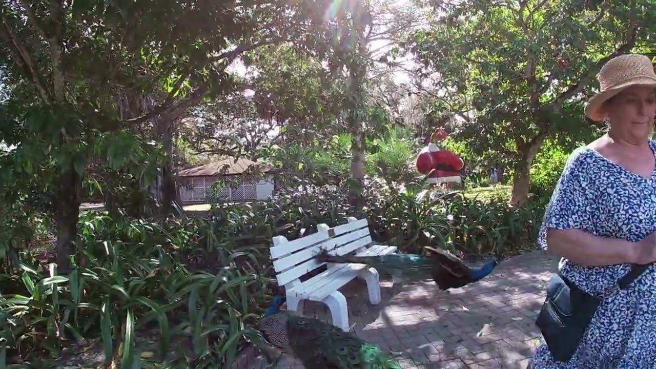 Flamingo Gardens & Hidden Mangroves | Old Florida Wildlife Walk