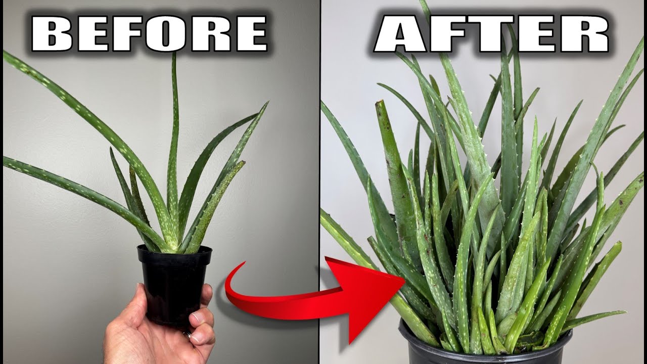 7 Aloe Vera Plant Care Tips That You Need to Know - Houseplant Care
