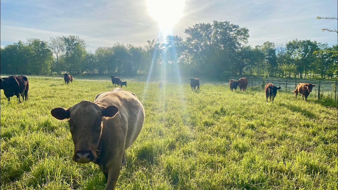 The Year Long Cattle Cycle On A Small Farm In 12 Minutes 