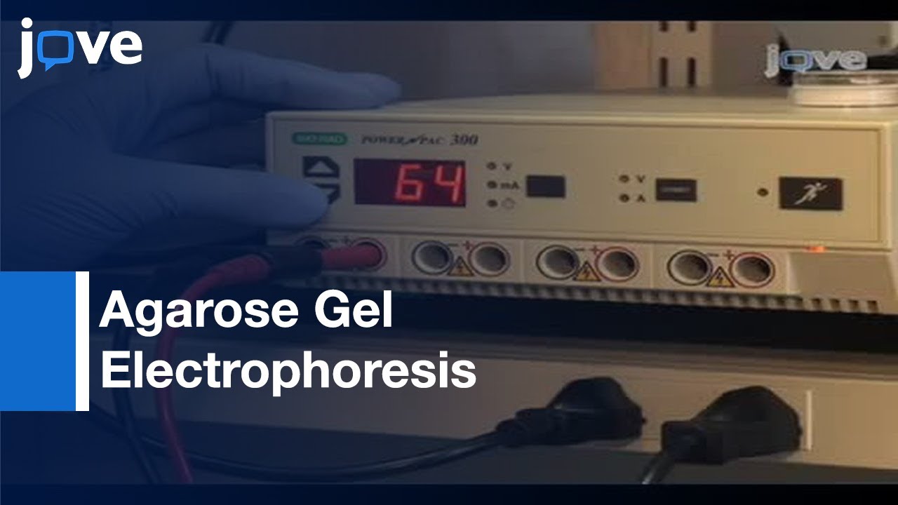 Screening For Amyloid Aggregation By Semi-Denaturing Detergent l Protocol Preview