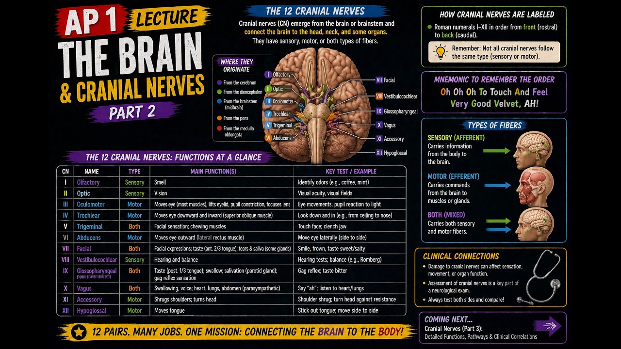 A&P 1 Lecture: Brain & Cranial Nerves Part 2