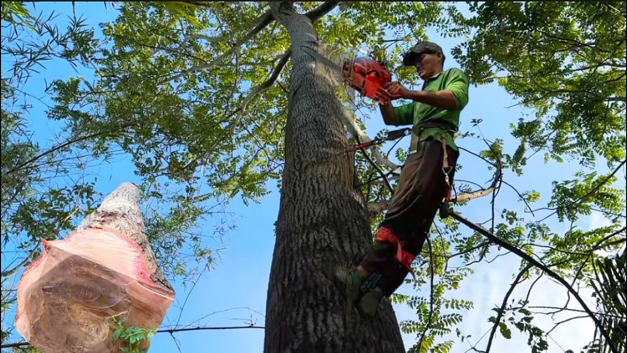 chú tính cưa hai ba cây sầu đâu rừng với thợ cưa bẩy ốm #Bangcuacay