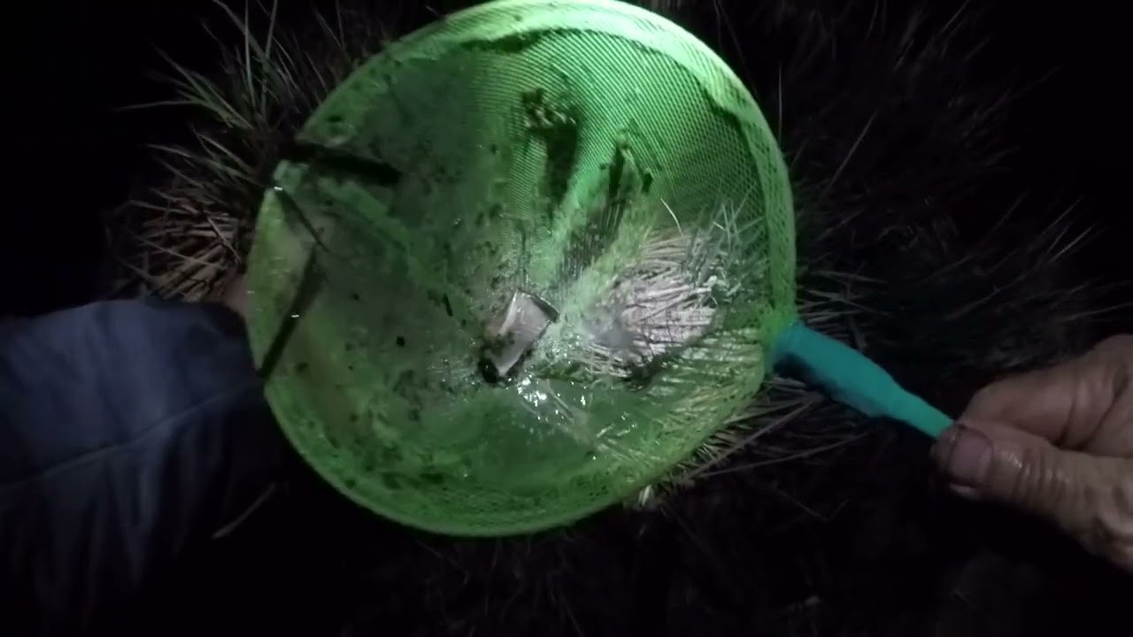 Нічне полювання на п'явок