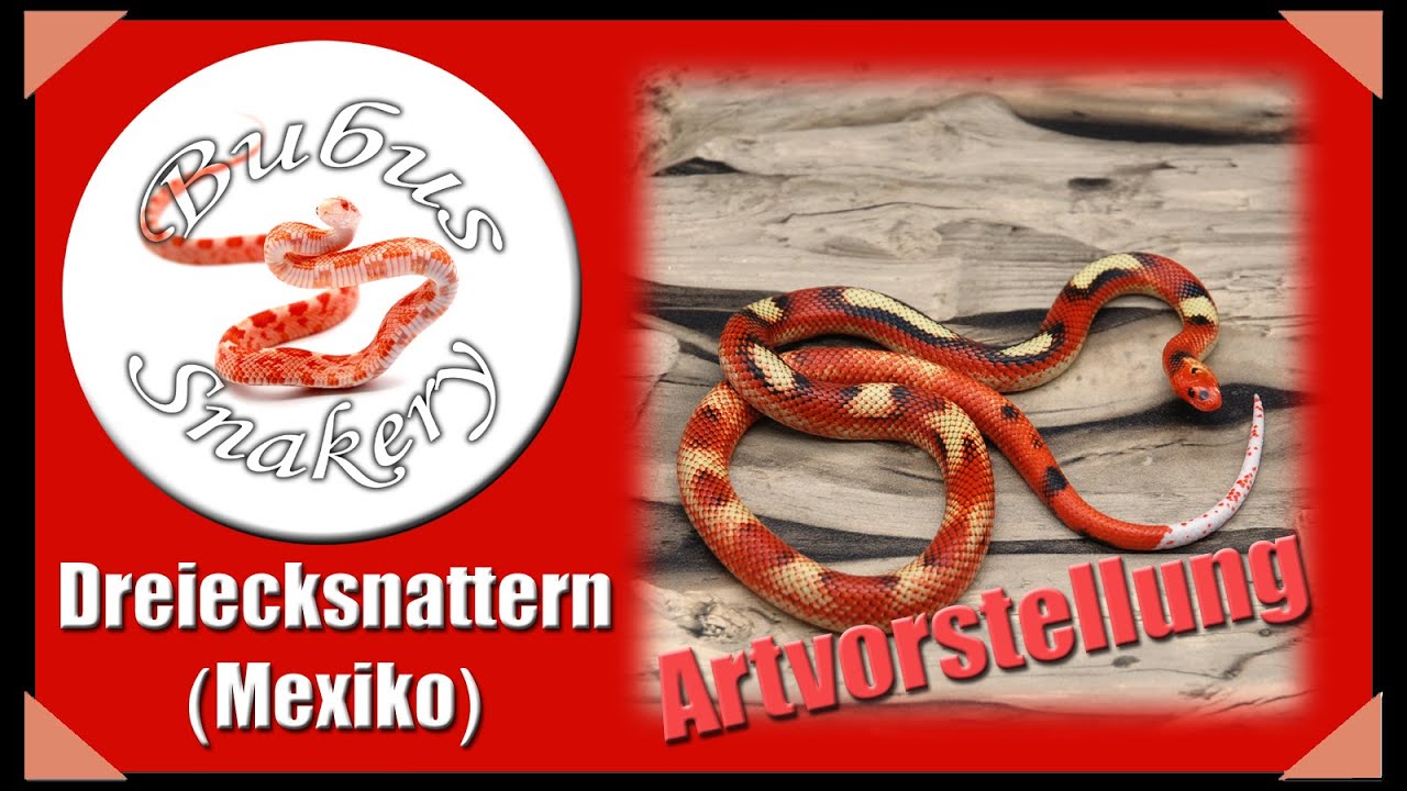 Dreiecksnatter (Lampropeltis polyzona) - Artvorstellung